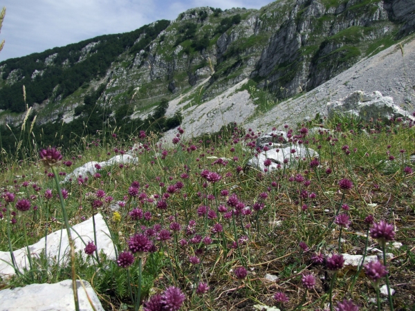 Allium sphaerocephalon